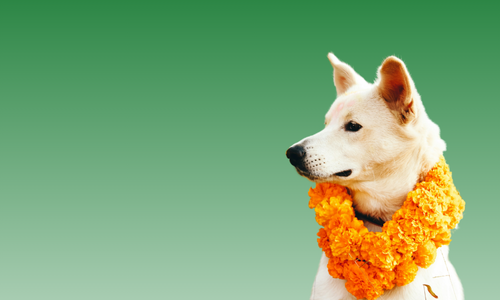 Glastonbury Festival ready dog, wearing an orange flower garland