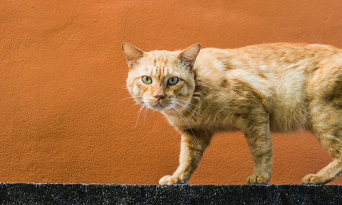 What's my cat trying to say? The meaning of your kitty's habits
