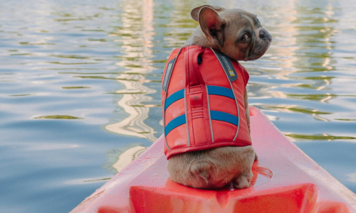 Fisherman's Pie: Tasty recipes for you and your dog