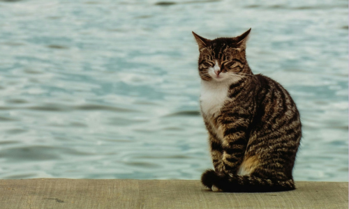 Salmon Traybake: Warm and hearty recipes for you and your cat