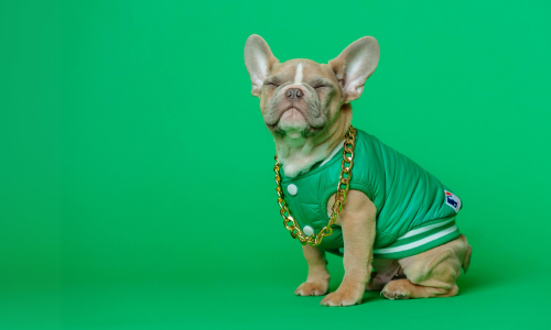 Our Top Doggy Fashion Brands: Keeping Your Pup In Style