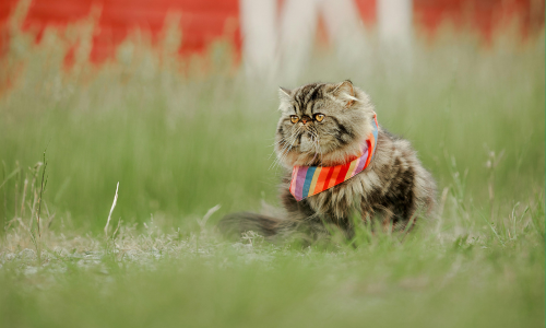 Our Top Cat Fashion Brands: Keeping Your Kitty In Style
