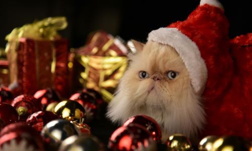 Get ready for Christmas with our favourite cat holiday films