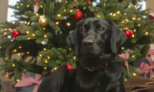 Friendly dog hiding in Christmas tree in holiday season