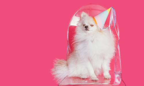 Top dogs of 2024 - the most popular pup breeds of the year