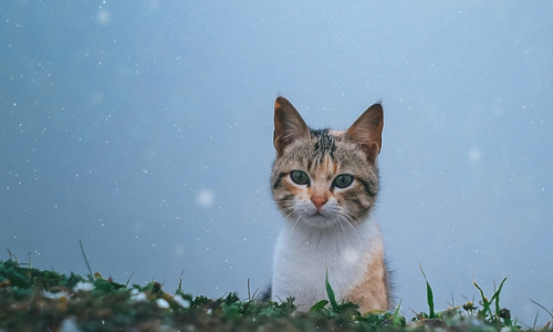 Look to the stars! Which cat breed would your zodiac sign be