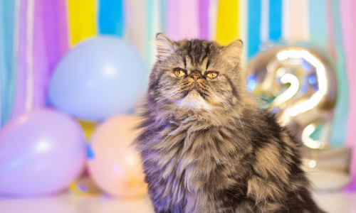 Cool cats of 2024 - the most popular kitty breeds of the year