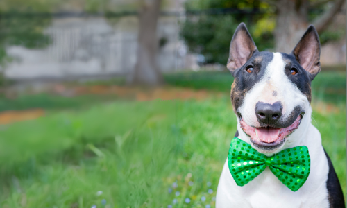 The top dashing dogs belonging to the 2025 Golden Globes winners