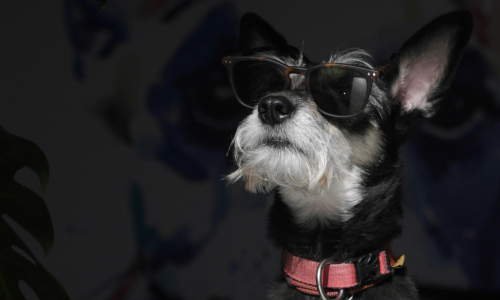 The darling dogs and pups behind 2025's Oscar Nominees