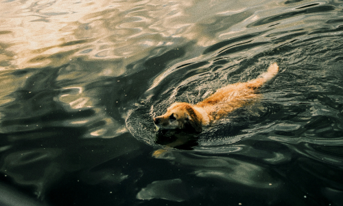 Salmon Traybake: Deliciously tasty recipes for you and your dog
