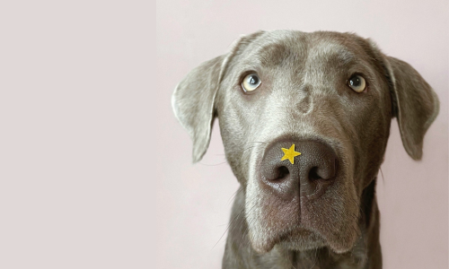 Winner Tilly & Ted dog with gold star on his nose, after watching the 2025 Grammys