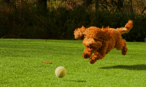 Popular dog breed chasing after ball, due to its playful personality
