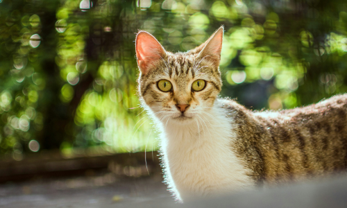 Which cat to choose? Find the kitten to match your personality