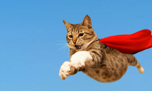 Super cat with red cape in sky, diving for food