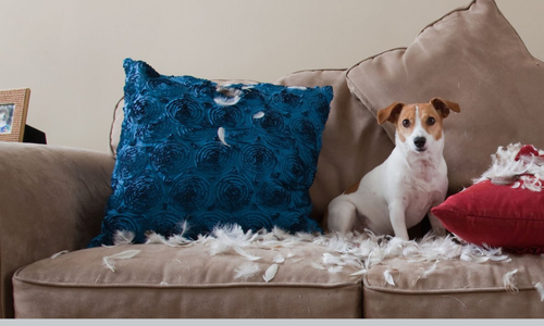 Untrained puppy dog sat on sofa after ripping feather pillows