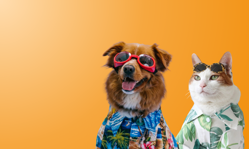 Dog and cat in pet sunglasses and shirts ready for holiday