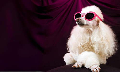 Celebrity poodle dog in sunglasses on purple pillow