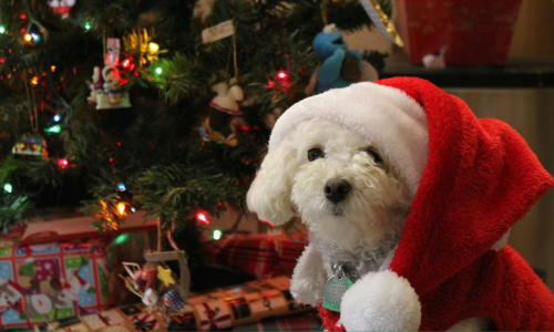 Ready for Christmas? Enjoy our favourite doggy holiday films