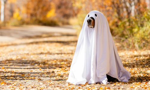 Ready for Halloween? Enjoy our favourite spooky films with dogs