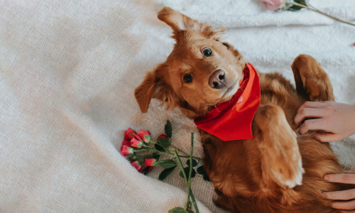 Valentines recipes for heartfelt dog treats and puppy snacks
