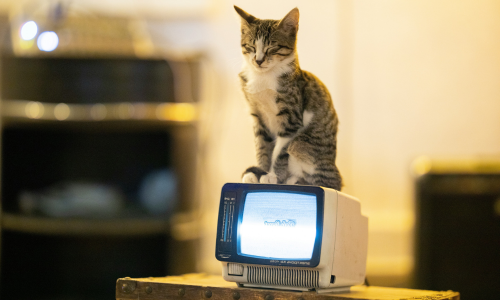 Tilly & Ted kittycat sat on tiny TV that's playing cartoons