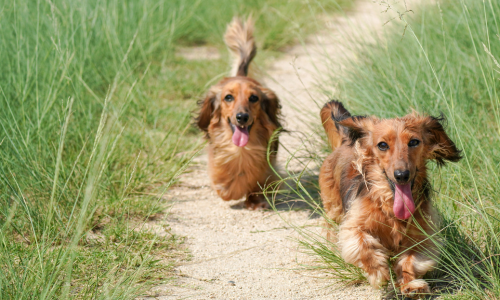 Introducing new dogs to each other and keeping the puppy peace