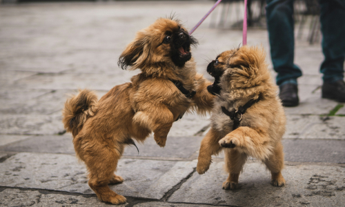 Are your dogs fighting or playing? Stay peaceful with our tips