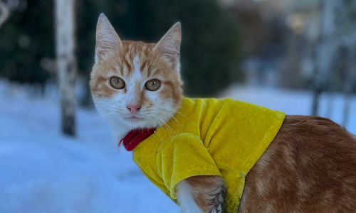 Our top cat coat brands to keep your kitty stylish this winter