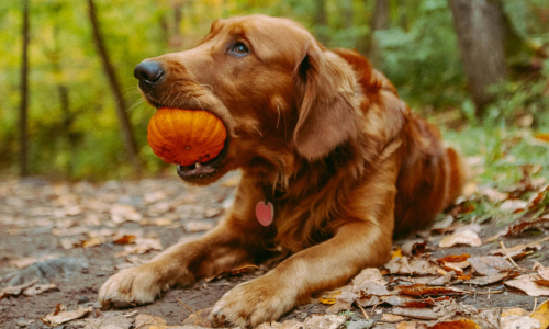 Autumn recipes for easy Halloween dog treats and puppy snacks
