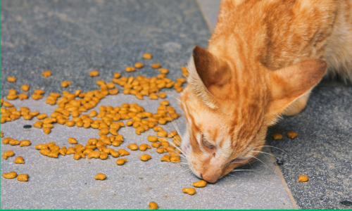 Tasty recipes for easy cat treats and kitty snacks