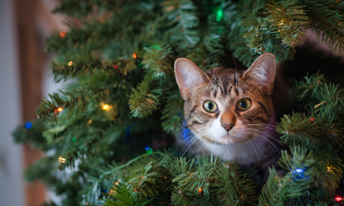 How to keep your holiday season cat and kitten friendly