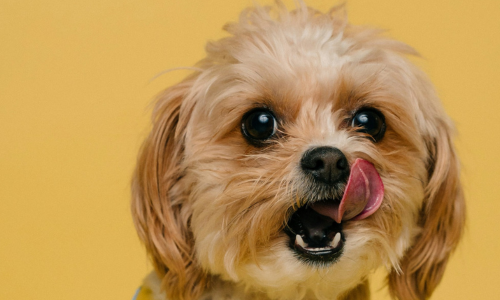 Chicken and Salmon Pie: Taste our recipes for you, and your dog