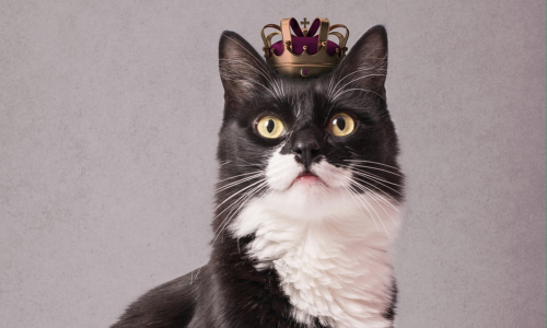 Our top 2024 Emmy Winners and their performing pets