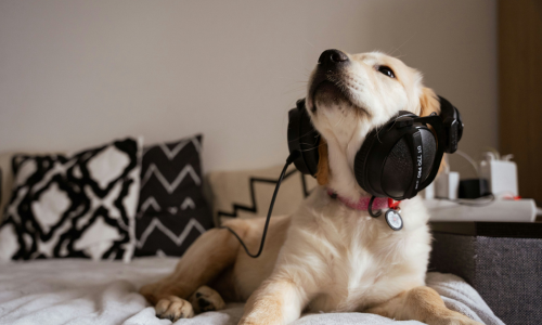 The top performing pets belonging to 2024 Grammy Nominees