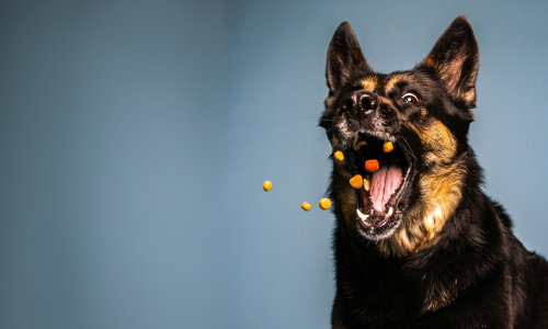 Yummy recipes for easy dog treats and puppy snacks
