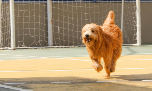 2024 Paris Olympians, and their top dogs