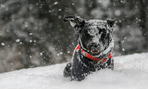 How to keep your dogs warm and pups cosy this Winter
