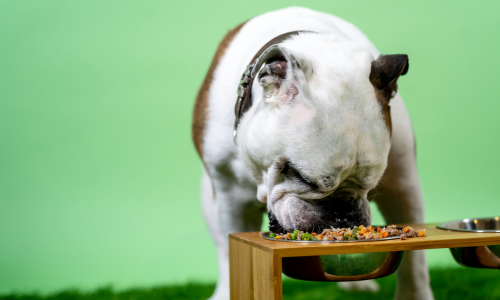 Roast Chicken Dinner: Classic and yummy recipes (for dogs too)