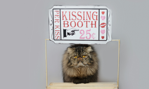 Valentines recipes for heartfelt cat treats and kitty snacks