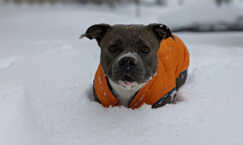 Our top doggy coat brands to keep your pup stylish this winter