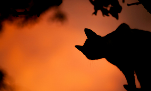 Enjoy spooky season! Our favourite Halloween films with cats