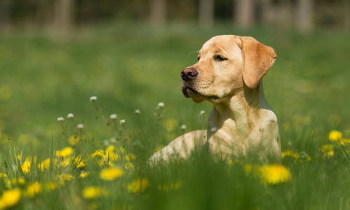 First time dog owner? Best pup breeds for your first pet