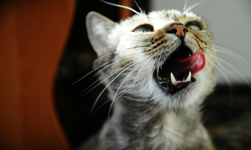 Surf and Turf: Fancy and tasty recipes for you and your cat
