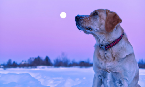 Let the stars align! Which dog breed would your zodiac sign be