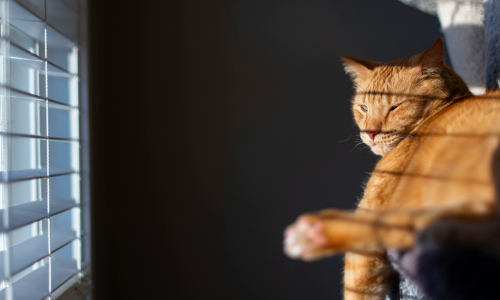 How to stimulate your indoor cats, and keep your kitty happy