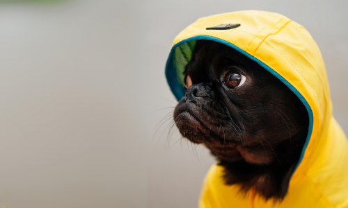 Top indoor ideas to stimulate and keep dogs happy in bad weather
