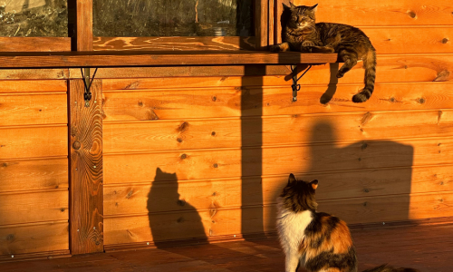 Introducing new cats to each other and keeping the kitty peace