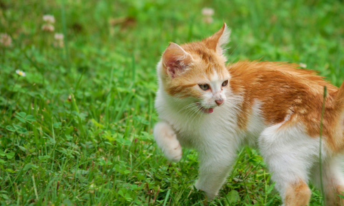 Are your cats fighting or playing? Keep the peace with our tips