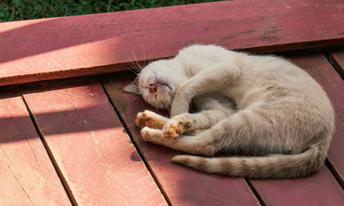 Too hot? How to keep your pets cool in summer